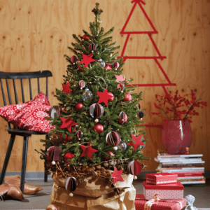 Weihnachtsbaum im Topf von Tannenversand 15 Weihnachtsbaum im Topf von Tannenversand 12