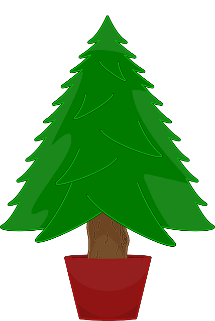 Die Nordmanntanne als Weihnachtsbaum