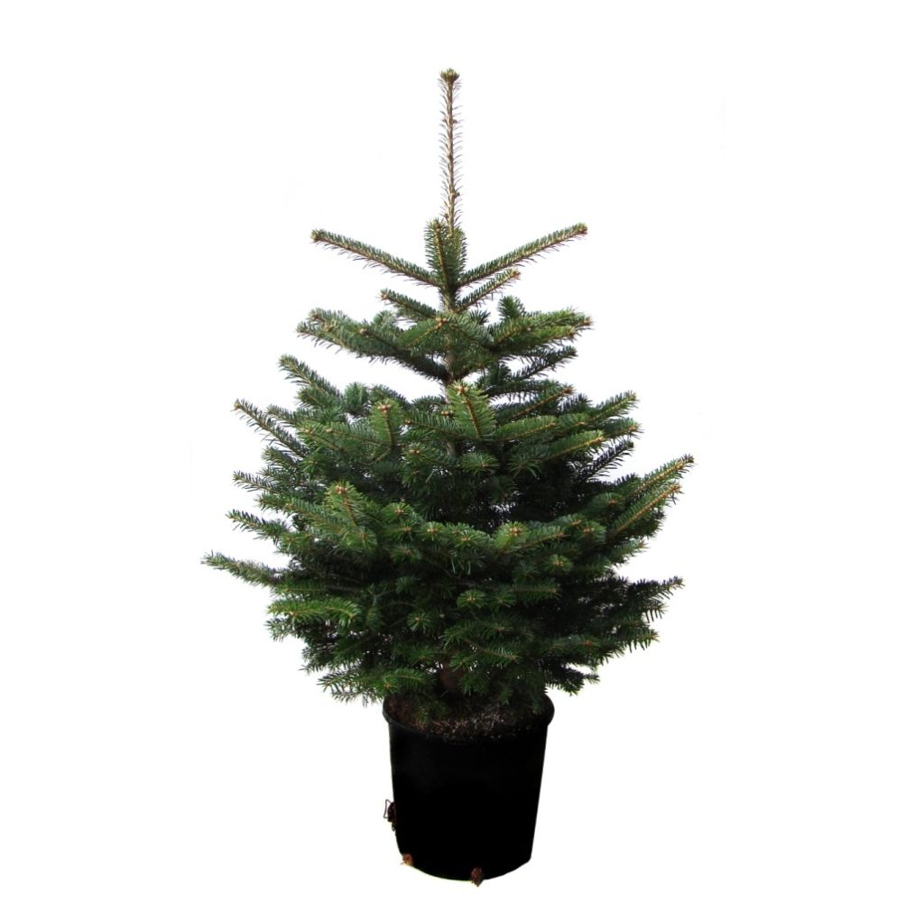Nordmanntanne mit 100-120 cm von Weihnachtsbaumland 9 Nordmanntanne