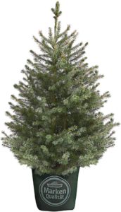 Serbische Fichte,frisch getopft, harziger Duft, ca. 60-80 cm, Weihnachtsbaum