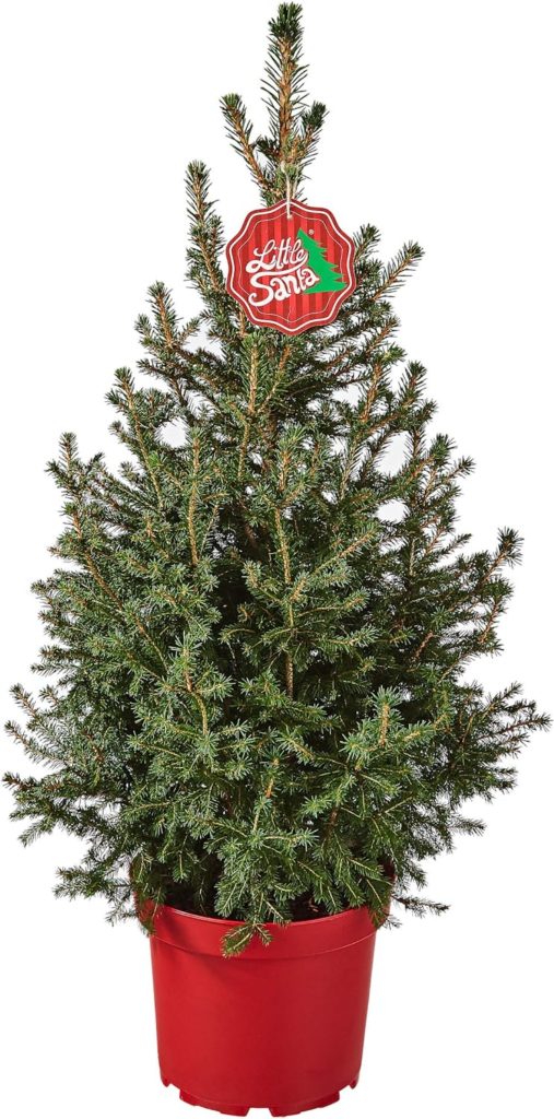 Zwerg-Fichte Little Santaยฎ mit 60-70 cm von Dehner 7 Zwerg-Fichte Little Santa im Topf 60-70 cm